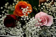 Paul SEQUENCE Ferguson             sequence dot net - A Rose To You