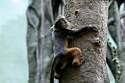 Paul SEQUENCE Ferguson             sequence dot net - CHIMP up a tree