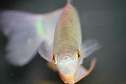 Paul SEQUENCE Ferguson             sequence dot net - My FISH 2