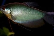 Paul SEQUENCE Ferguson             sequence dot net - My FISH 3