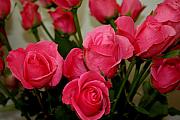 Paul SEQUENCE Ferguson             sequence dot net - Roses