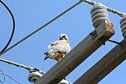 Paul SEQUENCE Ferguson             sequence dot net - The Hawk 